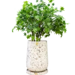 Sia large Tree pot