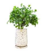Sia large Tree pot