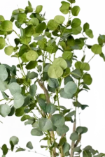 Zen Eucalyptus Artificial Tree - Image 2