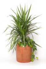 Cleo GRC Tree Pot - Image 9