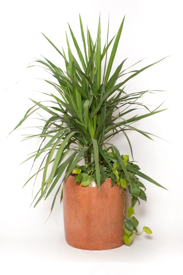 Cleo GRC Tree Pot - Image 9