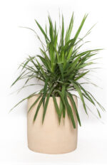 Cleo GRC Tree Pot - Image 7