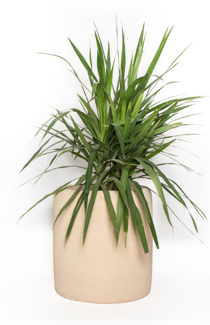 Cleo GRC Tree Pot - Image 7