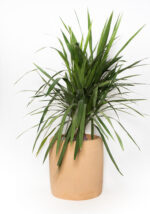 Cleo GRC Tree Pot - Image 8