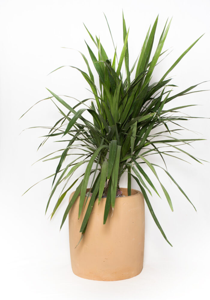 Cleo GRC Tree Pot - Image 8
