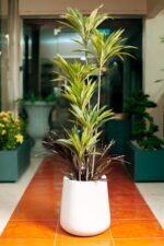 Green Dracaena Artificial Tree 170-180 cm - Image 2
