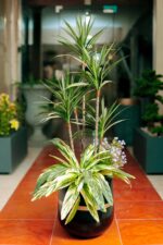 Cactus Dracaena Artificial Tree 150-160 cm - Image 5