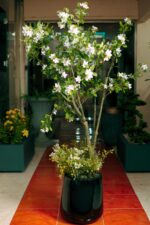 Bougainvillea white Artificial Tree 190-200 cm - Image 5