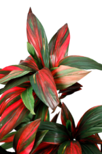 Ember edge Cordaline artificial tree 170cm - Image 3