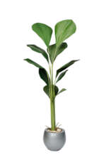 Seashell Artificial tree 180-190 cm