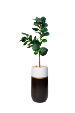 Guava charm artificial tree 170 cm