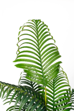 Premium Areca Replica Artificial tree 160 cm - Image 2