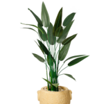 Orchid  Strelitzia Nicolai Artificial Tree 180-190 cm