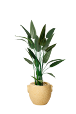 Orchid  Strelitzia Nicolai Artificial Tree 180-190 cm