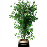 Green Benjamin artificial tree 170 cm