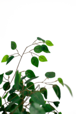 Green Benjamin artificial tree 170 cm - Image 2