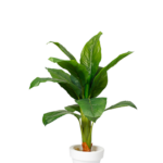 Ever green Baphia artificial tree