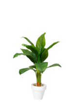 Ever green Baphia artificial tree