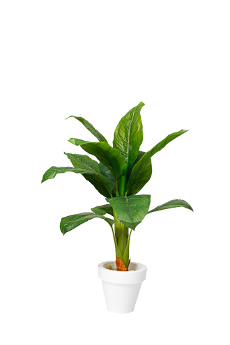 0AKL0079 Ever green Baphia artificial tree - Image 1