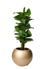 Evergreen Pothos artificial tree