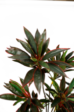 Grand red Dracena artificial tree 180cm - Image 2