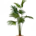 Latania Artificial tree 170 cm