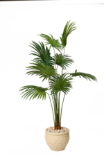 Latania Artificial tree 170 cm