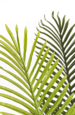 Single Feathery Areca  Artificial Tree 170 cm - Image 2