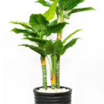 Alocasia Artificial tree 190-200 cm