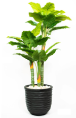 Alocasia Artificial tree 190-200 cm