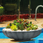 Antionus Bowl Tree Pot