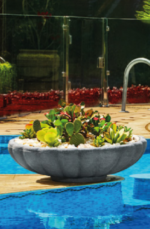 Antionus Bowl Tree Pot