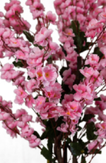 Apricot 120cm - Image 2