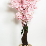 Apricot 180cm APR01