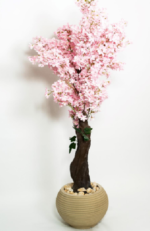 Apricot 180cm APR01