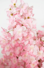 Apricot 180cm APR01 - Image 2