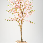 Apricot 180cm Apr02
