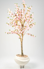 Apricot 180cm Apr02
