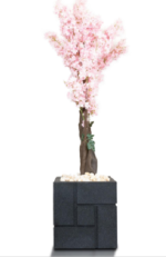 Apricot 180cm