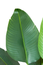 Travie Augusta  Artificial Tree 170 cm - Image 2