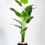 Royal Banana  Artificial Tree 200cm