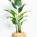 Royal Banana Artificial Tree 200 cm