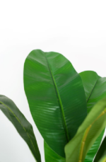 Tropic Banana Artificial Tree 180cm - Image 2