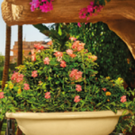 Bowl Tree Pot