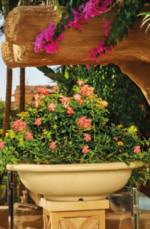 Bowl Tree Pot