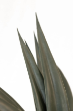 Cactus - Image 2