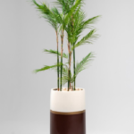 GRP Palmly Chama Dorea Artificial tree 160cm