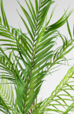 GRP Palmly Chamadorea Artificial tree 180cm - Image 2