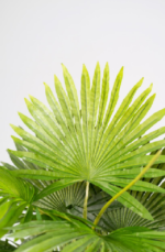 Fan Palm Artificial tree 160 cm - Image 2
