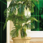 Cleopatra Tree Pot